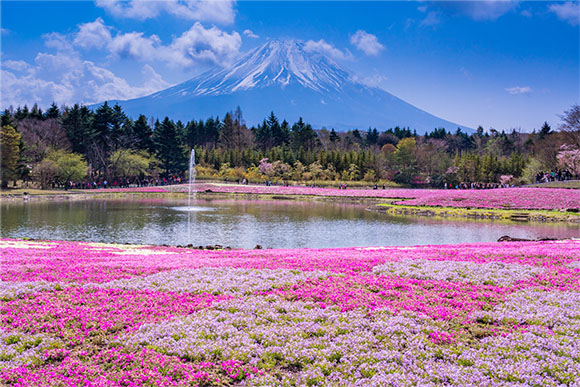 富士山芝桜まつり