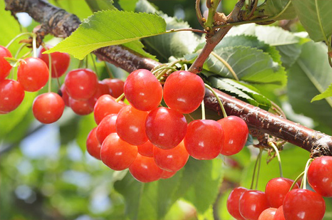 大好評!山梨県産 完熟さくらんぼ佐藤錦 約1kg